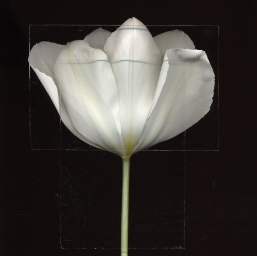 A White Tulip 1 Copy