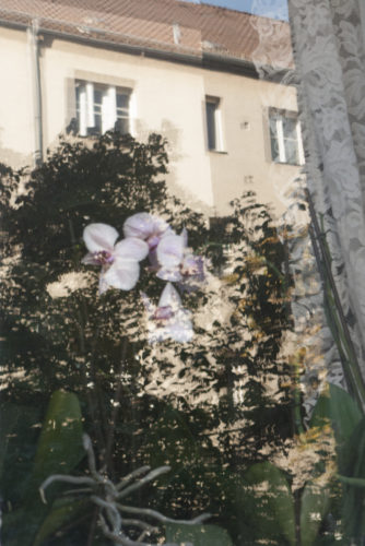 Florence Iff Orchid 5