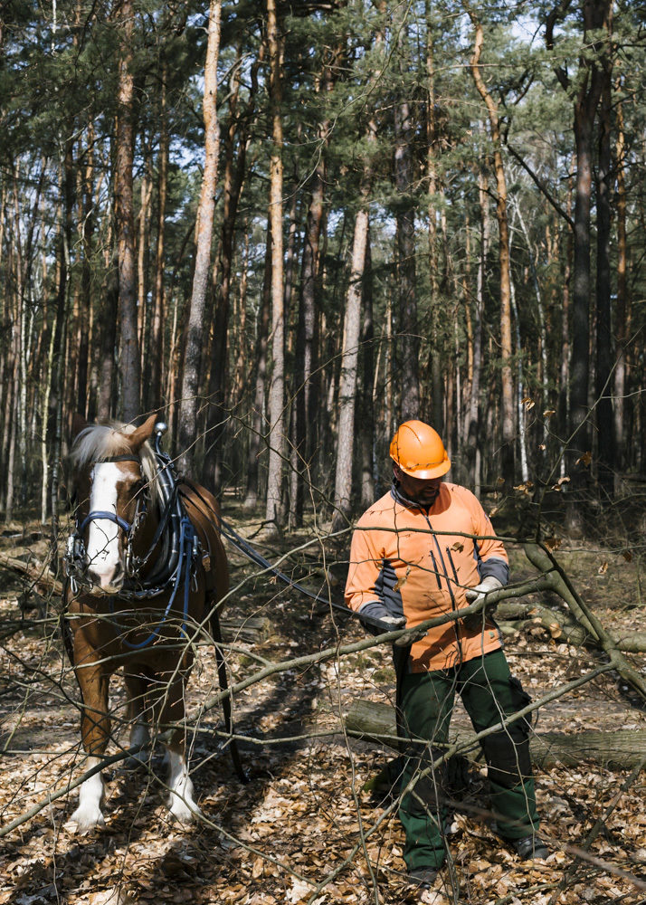 Back To Horse Logging 03©Carolineprange Jpg